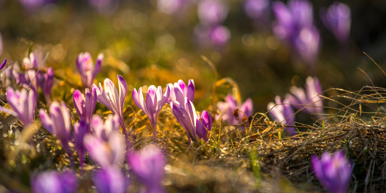 Widoki w drodze na górę Turbacz