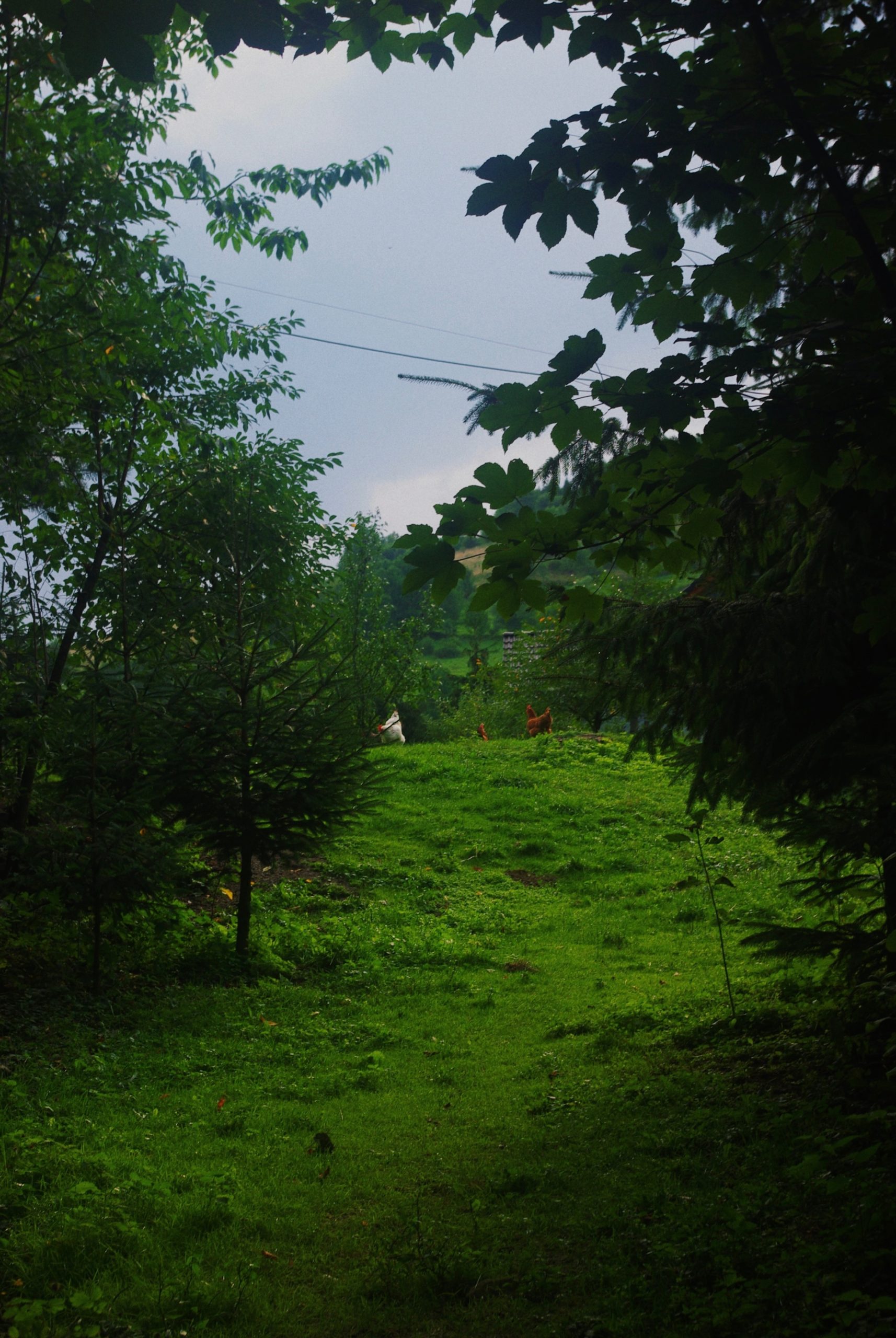 gallery-05 Wieś z kurą w okolicy obok Apartamentów Papiernia, agroturystyka, noclegi w górach, malownicza sceneria