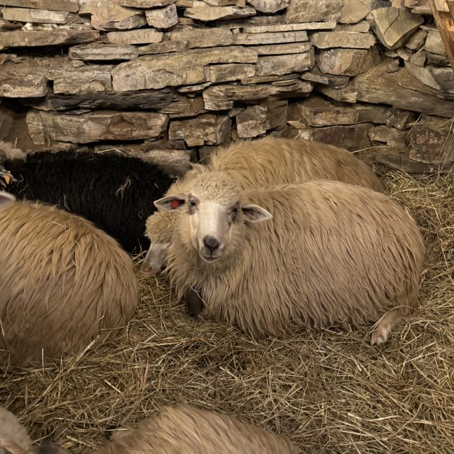 Rodzinny wypoczynek w górach- Baranek na sianie w wiejskiej scenerii, idealny obraz agroturystyki rodzinnej i wypoczynku w górach.