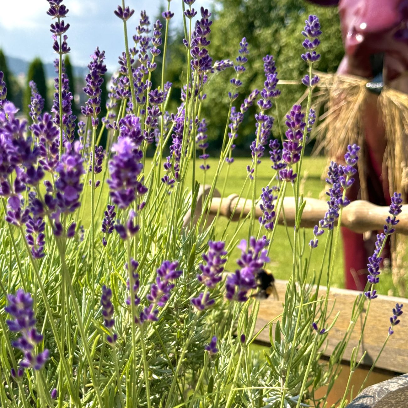 Lawenda i krowa na tle wsi w Gorczańskim Parku Narodowym, Apartamenty Agroturystyczne Papiernia