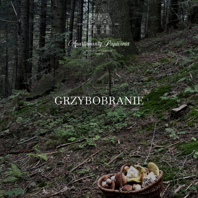 Grzybobranie w Górach Małopolska