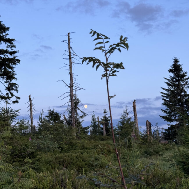 Księżyc w pełni nad szczytem Turbacza, widok z Apartamentów Agroturystycznych Papiernia w Gorcach.