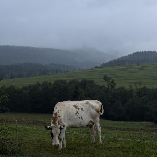 Krowa pasąca się na malowniczej łące w okolicy Apartamentów Agroturystycznych Papiernia, idealne miejsce na spokojny wypoczynek w Górach.