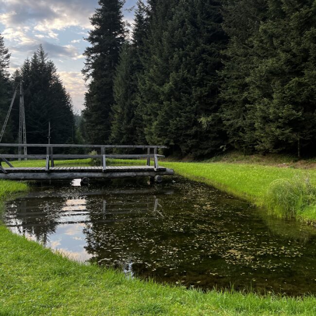 Stawy w okolicy Koninek Hucisko, malownicze miejsce na spacer i wypoczynek w sercu Gorców, doskonałe dla miłośników natury.