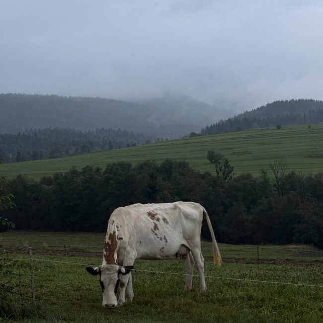 Krowa pasąca się na łące, typowy widok wiejskiej scenerii. Rodzinny wypoczynek w górach
