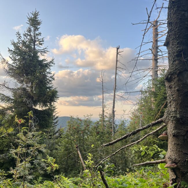 Propozycje wypoczynku w górach, szlak prowadzący na Turbacz