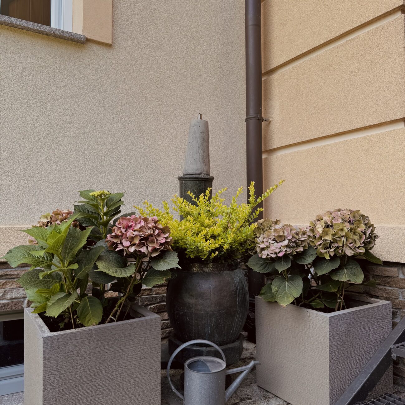 rośliny doniczkowe, hortensje